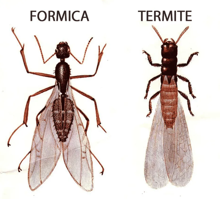 Formica - Insetto