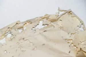 Disinfestazione Pesciolini d'Argento Cagliari