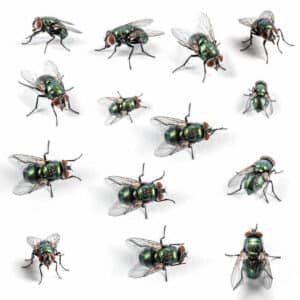 Come riconoscere le mosche lambitrici?