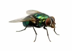 In foto esempio di mosca comune Quali sono le caratteristiche della Mosca Comune?