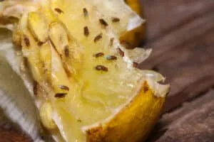 Gruppo di mosche su un limone Come avviene il trasporto dei batteri tramite le mosche