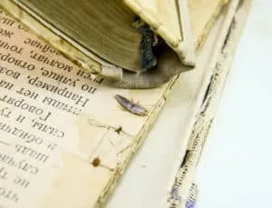 Possiamo trovarli anche sotto gli elettrodomestici, tra le rilegature dei libri, nelle fessure o dietro i quadri
