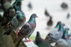 Piccioni