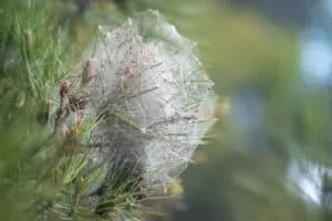 Nido di processionaria